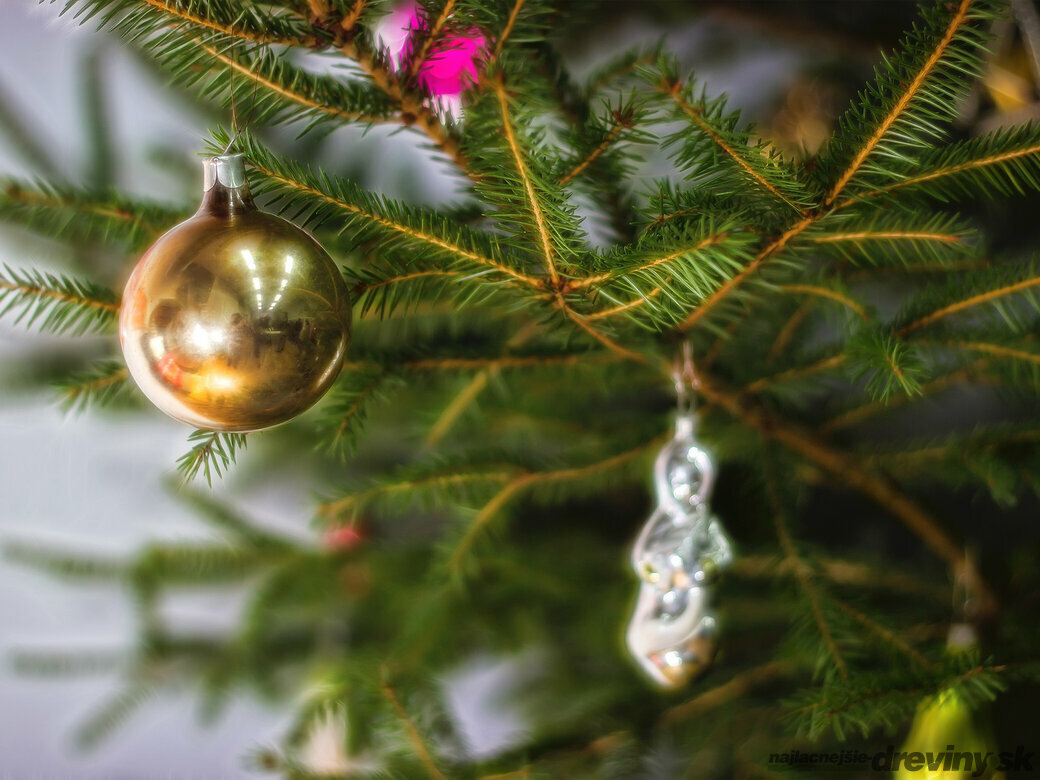 Smrek ako Vianočný stromček aké druhy sú vhodné
